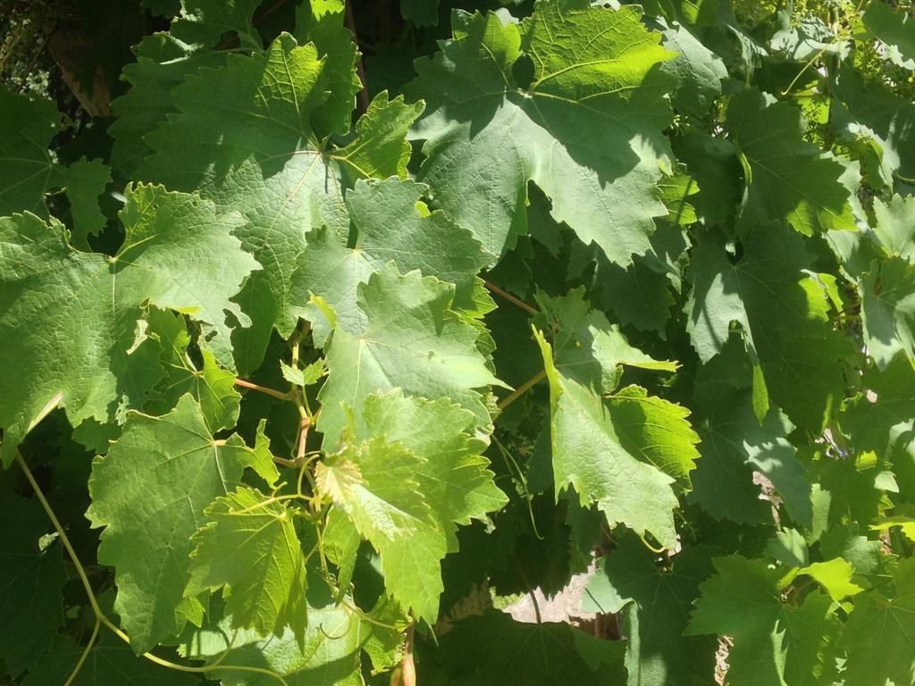 Pensjonat L'Anticocasale Altomonte Zewnętrze zdjęcie